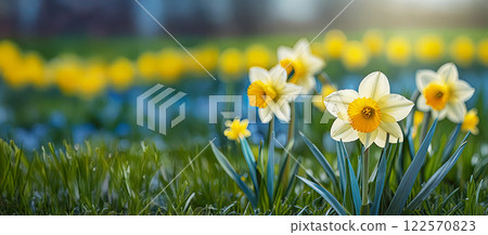 Yellow daffodils in green grass against a light blue background. Realistic photography. Yellow daffodils in green grass against a light blue background. Realistic photography. 122570823