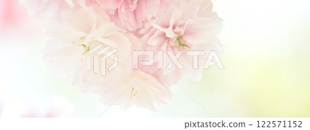 Floral background material: Double-flowered cherry blossoms Floral background material: Double-flowered cherry blossoms 122571152