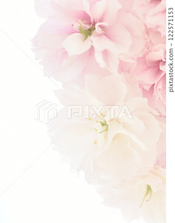 Floral background material: Double-flowered cherry blossoms Floral background material: Double-flowered cherry blossoms 122571153