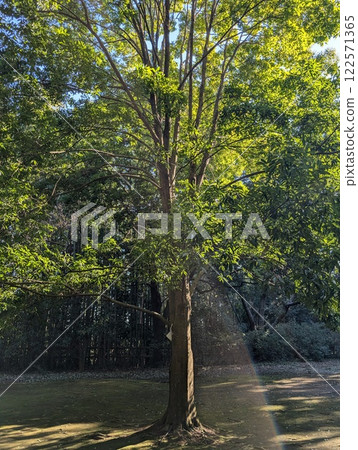 A tree in the forest 122571365