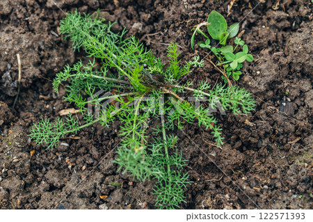 Scentless chamomile or scentless tricot. A weed in the stage of four or five leaves. 122571393