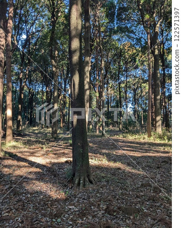 照進森林的光芒 122571397