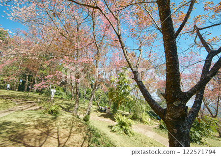 Wild Himalayan Cherry in Thailand Wild Himalayan Cherry in Thailand 122571794