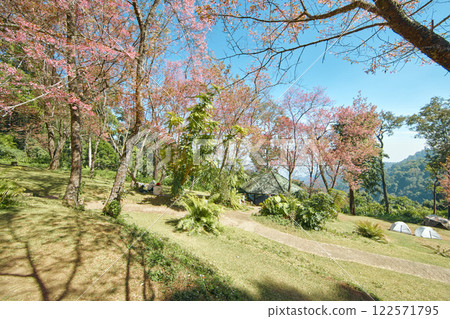 Wild Himalayan Cherry in Thailand Wild Himalayan Cherry in Thailand 122571795