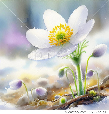 節分草在春天來臨之前早早開花 節分草在春天來臨之前早早開花 122572341