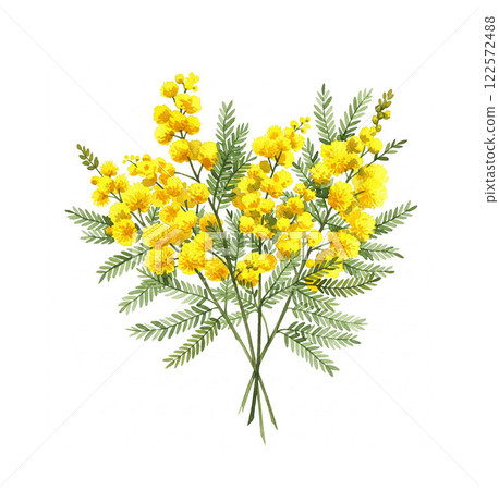 Mimosa flowers painted in watercolor 122572488