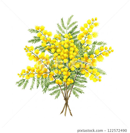 黃色含羞草花 122572490