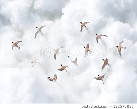 Birds flying through white clouds 122573055