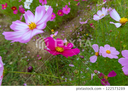 A collaboration between vibrant cosmos and honeybees 122573289