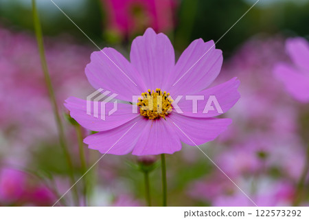Autumn scenery decorated with cosmos in full bloom 122573292