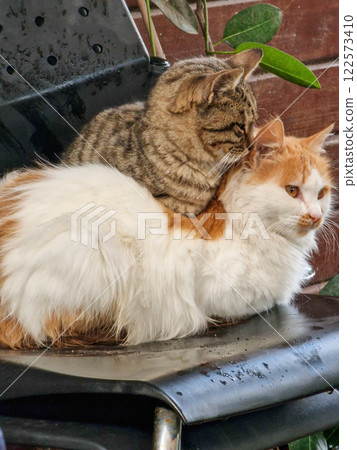 Two cats comfortably resting, one comfortably perched on top of the other, on a stacked plastic black chair 122573410