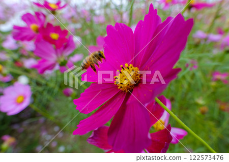 Bright pink cosmos and fluttering honeybees Bright pink cosmos and fluttering honeybees 122573476
