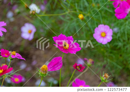 Autumn scenery with pink cosmos and bees 122573477