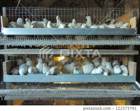 multi-level cage with white quails on a farm in a chicken coop, keeping domestic quails of the Texas breed in mesh cages with metal feeders, artificial lighting and a long lattice roll-out for eggs 122573791