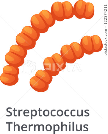 Streptococcus Thermophilus bacteria forming a chain, probiotic bacterium, lactic acid bacterium, isolated on white background, medical and healthcare concept 122574211