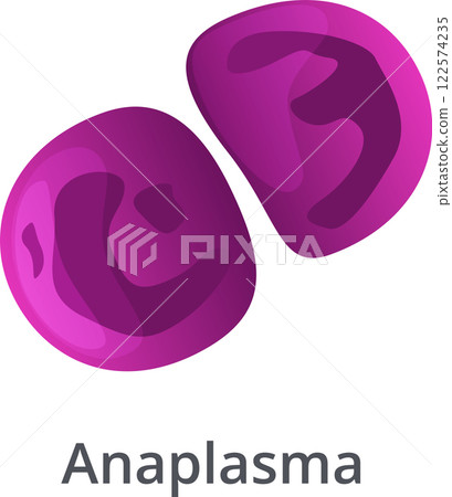 Microscopic view of Anaplasma phagocytophilum, a bacterium invading red blood cells and causing anaplasmosis, emphasizing the need for disease prevention and control 122574235