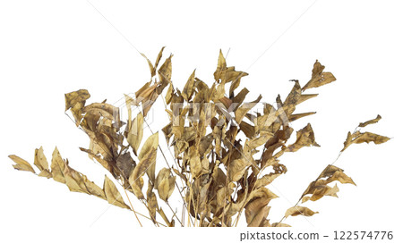 Dried leaves with intricate veins and curled edges is isolated on a white background with clipping paths. This image represents the cycle of nature, autumn and change. Dried leaves with intricate veins and curled edges is isolated on a white background with clipping paths. This image represents the cycle of nature, autumn and change. 122574776