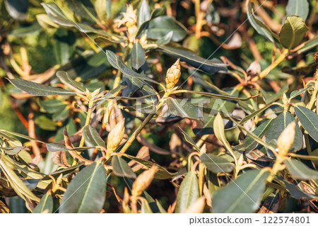 Rhododendron damaged by disease or burns in a spring garden Rhododendron damaged by disease or burns in a spring garden 122574801