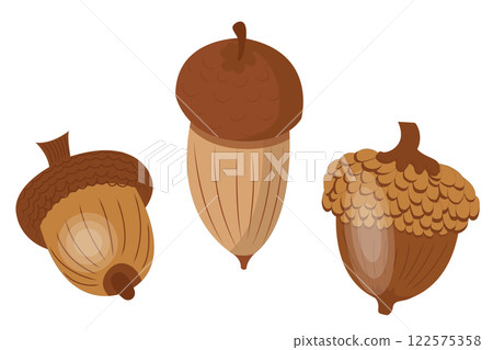 Set of acorns. Seeds, fruits of oak. Icons in cartoon style. Vector illustration isolated on a white background. Set of acorns. Seeds, fruits of oak. Icons in cartoon style. Vector illustration isolated on a white background. 122575358