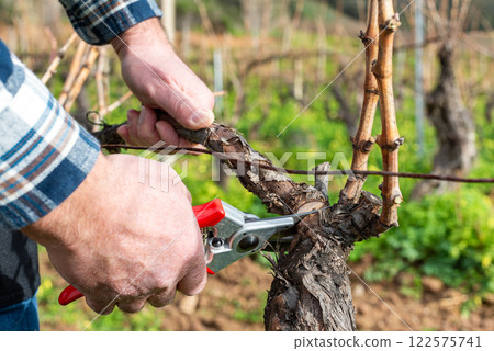 Farmer pruning the vine in winter. Agriculture. 122575741