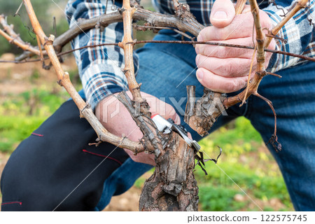 Farmer pruning the vine in winter. Agriculture. 122575745