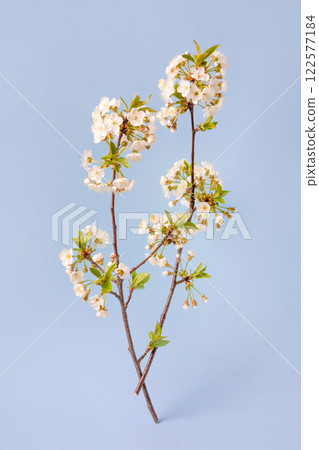 Spring branches of an cherry tree with white flowers on a blue background. Happy spring holidays greeting card. Easter concept 122577184