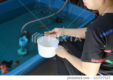 Group of Goldfish Group of Goldfish 122577325