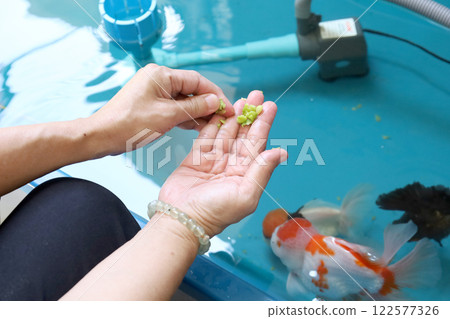 Group of Goldfish Group of Goldfish 122577326