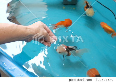 Group of Goldfish Group of Goldfish 122577329