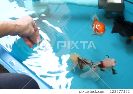 Group of Goldfish Group of Goldfish 122577332