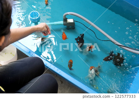 Group of Goldfish Group of Goldfish 122577333