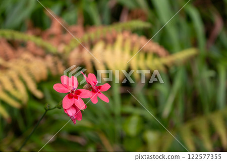 Wild freesia, Madeira, Portugal Wild freesia, Madeira, Portugal 122577355