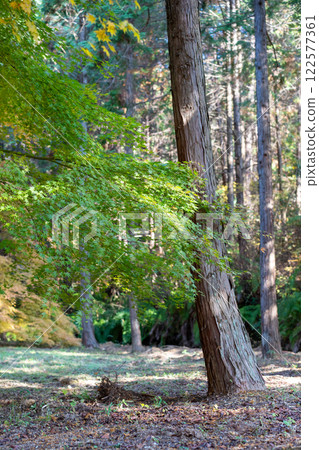The trees The trees 122577361