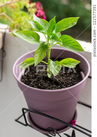 Enjoy homegrown, pesticide-free vegetables by cultivating peppers and other crops in containers on your apartment balcony or terrace, promoting a healthy and eco-friendly lifestyle 122577391