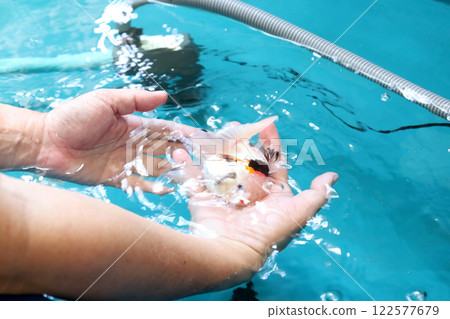 Group of Goldfish Group of Goldfish 122577679