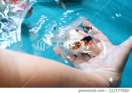 Group of Goldfish Group of Goldfish 122577680
