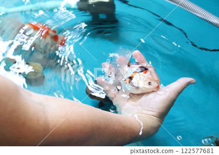 Group of Goldfish Group of Goldfish 122577681