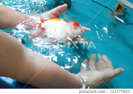 Group of Goldfish Group of Goldfish 122577683