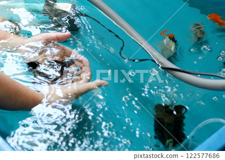 Group of Goldfish Group of Goldfish 122577686