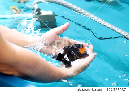 Group of Goldfish Group of Goldfish 122577687