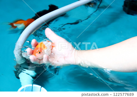 Group of Goldfish Group of Goldfish 122577689
