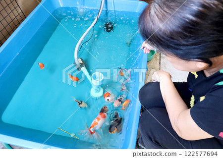 Group of Goldfish Group of Goldfish 122577694