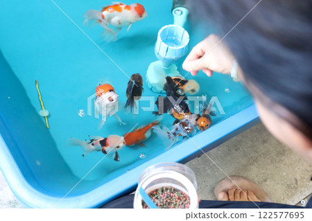Group of Goldfish Group of Goldfish 122577695