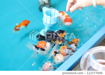 Group of Goldfish Group of Goldfish 122577696