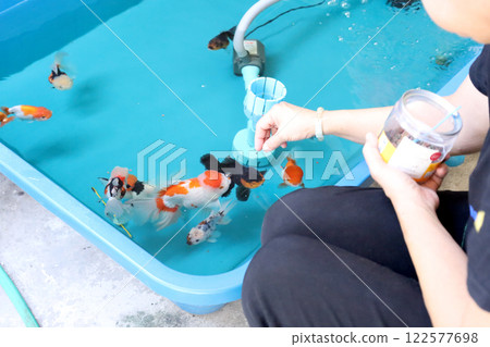Group of Goldfish Group of Goldfish 122577698