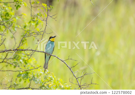 European bee-eater, Merops apiaster, Palava, Southern Moravia, Czech Republic 122578002