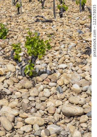 Typical vineyard with stones near Chateauneuf-du-Pape, Cotes du Rhone, France 122578035