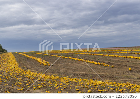 Pumpkin harvest in autumn time, Lower Austria, Austria 122578050