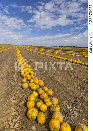 Pumpkin harvest in autumn time, Lower Austria, Austria 122578051
