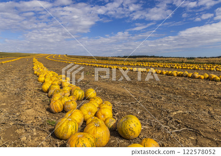 Pumpkin harvest in autumn time, Lower Austria, Austria 122578052